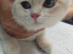 -宠颐生宠物医院·心肾内科·猫专科诊疗中心宠巢店