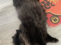 -momokira米努特·德文卷毛猫·棉花面纱犬
