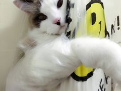 -Bastet sally猫舍购宠(静安店)