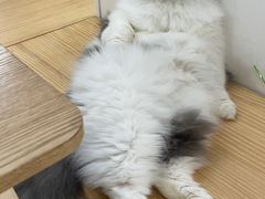 -李小姐の猫咖啡馆(五角场店)