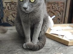 -喵屿·大理花园猫咖