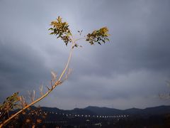 -天梯