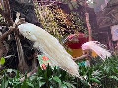 -正佳雨林生态植物园
