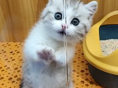 -欣宠猫屋·矮脚拿破仑·蓝金金渐层