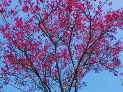 -天适樱花悠乐园