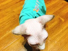 -绒爪撸猫下午茶·猫咖