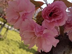 iphone_upload_pic-高东镇樱花园