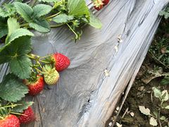 -田趣农庄草莓采摘园