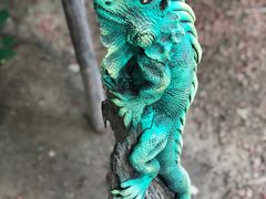 -呀路古热带植物园