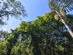-中国科学院西双版纳热带植物园