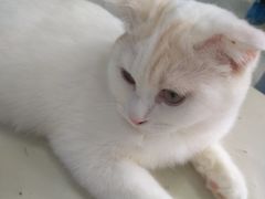 -喵的天空名猫咖啡馆·撸猫·猫舍·用品