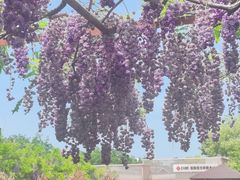 -嘉定紫藤园