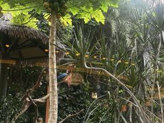 -美食小镇·观赏珍稀鸟类·长隆熊猫酒店