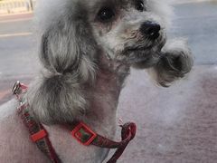 -熊小胖宠物生活馆(天华园店)