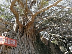 -六鳌古城