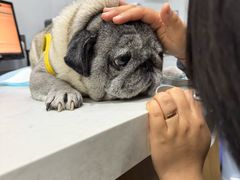 -pd派德宠物中心医院24H急重症·眼科中心·血液透析中心(嵩山北路店)