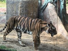 -清迈夜间动物园