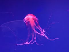 -芜湖新华联大白鲸海洋公园