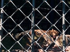 -大连森林动物园