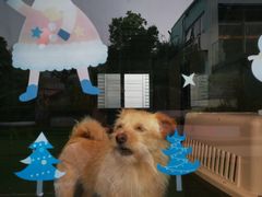 -汪说喵讲宠物乐园宠物酒店(红星美凯龙店)