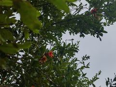 -洛阳市隋唐城遗址植物园