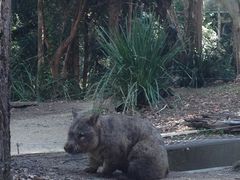 -可伦宾野生动物保护区