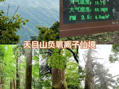 -天目山大树王景区