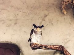 -吉隆坡雀鸟公园