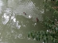 -青枫公园