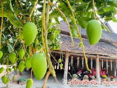 -西双版纳傣族园