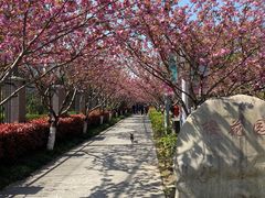 -高东镇樱花园