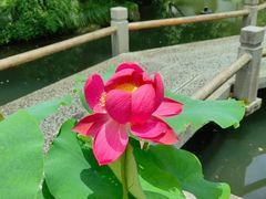 -杭州植物园