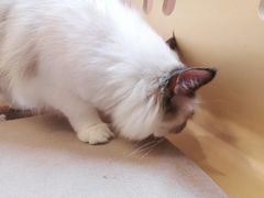 -囡的喵喵酱·萌宠生活馆·宠物洗护美容(胶州路店)