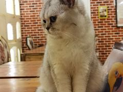 -猫小院猫主题餐厅(南锣旗舰店)