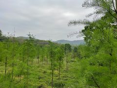 -东莞市大岭山森林公园