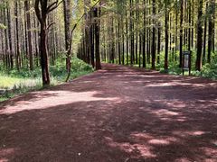 -日照海滨国家森林公园