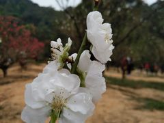 -南国桃园旅游度假区