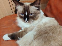 -MOCHA明星猫咖(田子坊店)