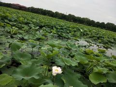 -荷塘月色湿地公园·向阳花洲
