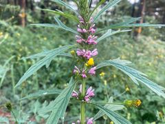 -北京西山国家森林公园