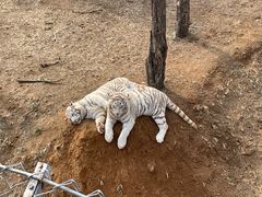 -石家庄市动物园