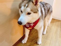 -Husky Go! 哈士奇体验馆·宠物咖啡厅狗咖