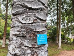-中国科学院西双版纳热带植物园