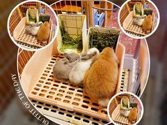 -猫猫幼稚园·撸猫·桌游·电玩
