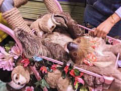 -正佳雨林生态植物园
