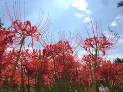 -白塘生态植物园