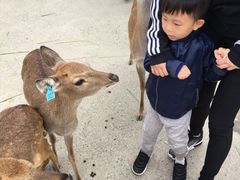-鹿境梅花鹿生态园区