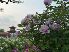 -曹州百花园
