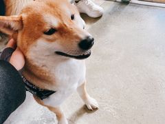 -the rug 飞毯 (朝阳公园店)