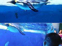 -海合安成都极地海洋公园